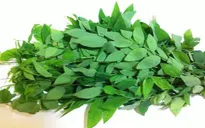Khám phá các công dụng tuyệt vời từ rau ngót