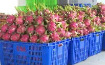 Nghịch lý thị trường thanh long "nơi thừa, nơi thiếu"