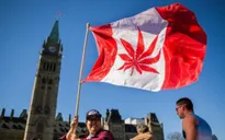 Canada trở thành quốc gia thứ hai hợp pháp hóa cần sa