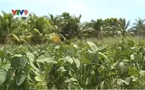 “Loay hoay” chuyển đổi cây trồng thay thế mía