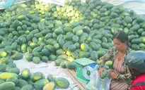 Dưa hấu nghịch mùa đạt giá cao, nông dân vùng ĐBSCL phấn khởi