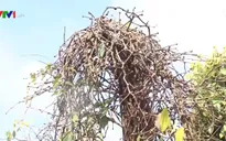 Hồ tiêu tại Đắk Nông chết hàng loạt
