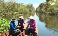 Đặc sản cà na mùa nước nổi