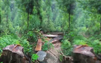 Tiêu điểm: Rừng phòng hộ bị tàn phá nghiêm trọng, lâm tặc liều lĩnh chống đối