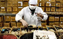 Sử dụng thuốc y học cổ truyền đúng và hiệu quả, tránh tiền mất tật mang