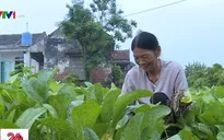 Bức họa đồng quê mới ở Yên Khánh, Ninh Bình