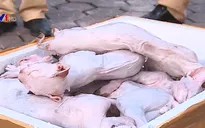 Bắt xe ô tô vận chuyển gần 1 tấn thịt mèo không rõ nguồn gốc