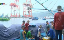 Bình Định triển khai các biện pháp chống khai thác thủy sản bất hợp pháp