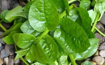 Mồng tơi – vị thuốc thường dùng