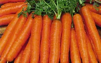 Cà rốt giúp cắt giảm khí thải carbon dioxide trong ngành xây dựng