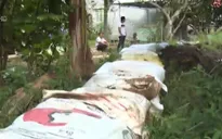 Vĩnh Long: Đắp đê bảo vệ vườn cây trước kỳ triều cường