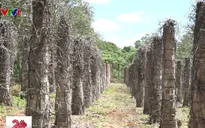 Hồ tiêu chết hàng loạt ở Tây Nguyên, hàng trăm gia đình nguy cơ vỡ nợ