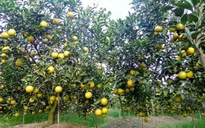 Thu về gần 5 tỷ đồng tiền lãi mỗi năm từ cam, quýt sạch