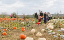 Nông trại bí ngô tự chọn mùa Halloween