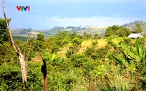 Gia Lai: Thanh tra toàn diện các ban quản lý rừng phòng hộ