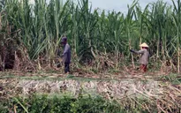 Gỡ khó cho ngành mía đường: Bắt đầu từ vùng nguyên liệu