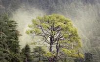 Đông trùng hạ thảo Himalaya có nguy cơ biến mất
