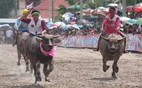 Hàng trăm chú trâu tham gia Lễ hội đua trâu thường niên ở Thái Lan