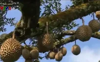 Cơn sốt trồng sầu riêng tại Malaysia
