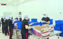 Tiền Giang sắp xuất sang Mỹ 400 tấn vú sữa Lò Rèn