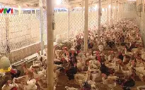 Một năm, thôn Đồng Tỉnh (Hưng Yên) thu gần 20 tỷ đồng từ nuôi gà sinh sản