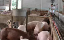 Giá thịt lợn giảm mạnh