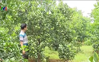 Xây dựng thương hiệu cho cam Lạc Thủy, Hòa Bình