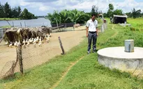 Khu neo đậu tàu thuyền thành bãi chăn vịt