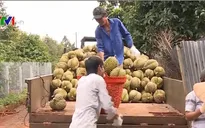 Giá sầu riêng Dona tăng cao kỷ lục