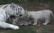 Loài hổ tại Nepal tăng gấp đôi số lượng chưa đầy 1 thập kỷ