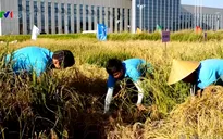 Trung Quốc nghiên cứu thành công lúa nước mặn