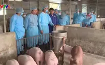Bộ NN&PTNT kiểm tra công tác ngăn chặn dịch tả lợn châu Phi tại Hà Nội