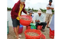 Nâng cao giá trị ngành phụ phẩm tôm Việt Nam