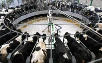 USMCA chỉ đem lại thêm 70 triệu USD cho nông nghiệp Mỹ so với TPP