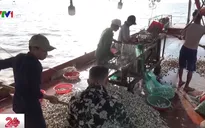 Hải Phòng: Ngao chết hàng loạt do khai thác cát ồ ạt