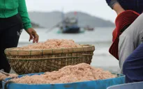 Ngư dân Bạc Liêu trúng đậm mùa ruốc biển