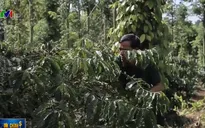 Chú trọng liên kết doanh nghiệp - nông dân: Thúc đẩy sản xuất cà phê bền vững