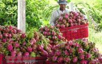 Thanh long xuất khẩu giảm giá, giảm lượng