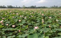 Thích nghi với lũ, nông dân chuyển từ lúa vụ 3 sang nuôi trồng nông, thủy sản
