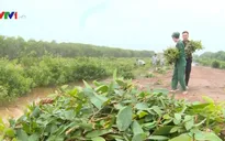 Buổi sáng tại Khu bảo tồn đa dạng sinh học cây dược liệu Đồng Tháp Mười