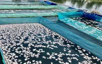Cá chết hàng loạt, người nuôi cá lồng ở Hội An kêu cứu