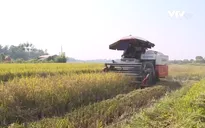 Đưa máy gặt ra đồng, người dân Phú Thọ bức xúc vì bị công an xã cản trở