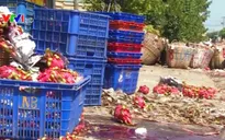 Thanh long rớt giá - Điệp khúc "được mùa, mất giá" vẫn chưa có hồi kết