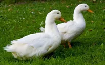 Khám phá các bài thuốc chữa bệnh hữu hiệu từ vịt