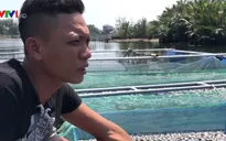 Cá chết hàng loạt ở Hội An, nhiều gia đình mất trắng