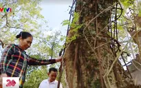 Người dân có thể khai thác cây sưa đúng luật