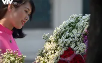 Cúc họa mi đẹp mơ màng giữa phố Hà Nội