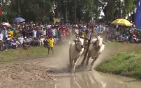 Sôi nổi Hội đua bò Bảy Núi
