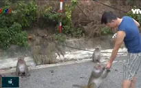 Du khách cho khỉ ăn ở Sơn Trà: Coi chừng “tiền mất tật mang”