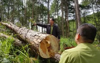 Yêu cầu Chủ tịch UBND Lâm Đồng kiểm tra, làm rõ các vụ phá rừng trên địa bàn